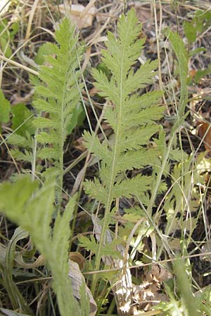 Achillea filipendulina \ Farnblttrige Schafgarbe, Goldgarbe / Fernleaf Yarrow, D Mannheim 18.7.2013
