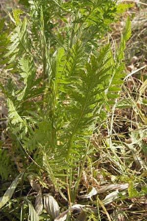 Achillea filipendulina \ Farnblttrige Schafgarbe, Goldgarbe / Fernleaf Yarrow, D Mannheim 18.7.2013