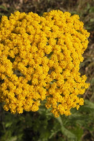 Achillea filipendulina \ Farnblttrige Schafgarbe, Goldgarbe / Fernleaf Yarrow, D Mannheim 18.7.2013