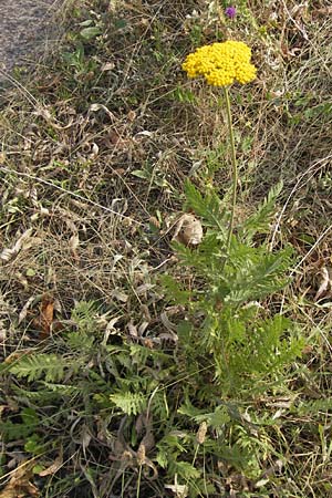 Achillea filipendulina \ Farnblttrige Schafgarbe, Goldgarbe / Fernleaf Yarrow, D Mannheim 18.7.2013