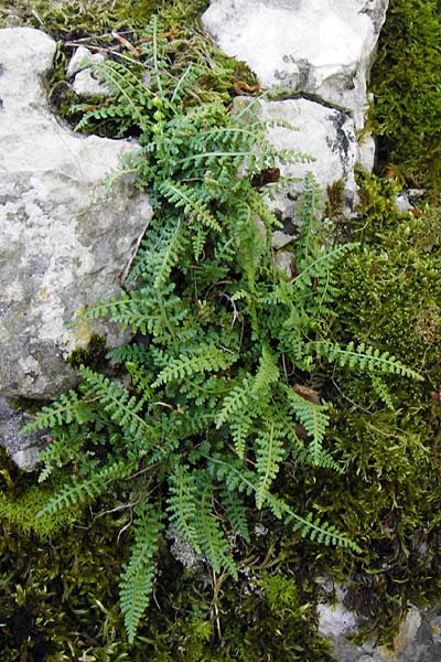 Asplenium fontanum \ Jura-Streifenfarn / Smooth Spleenwort, European Rock Fern, D Geislingen a. d. Steige 4.5.2014