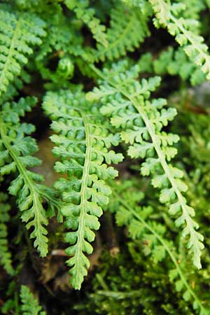 Asplenium fontanum \ Jura-Streifenfarn / Smooth Spleenwort, European Rock Fern, D Geislingen a. d. Steige 4.5.2014