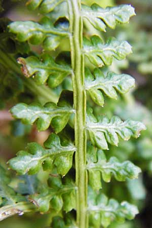 Asplenium fontanum \ Jura-Streifenfarn / Smooth Spleenwort, European Rock Fern, D Geislingen a. d. Steige 4.5.2014