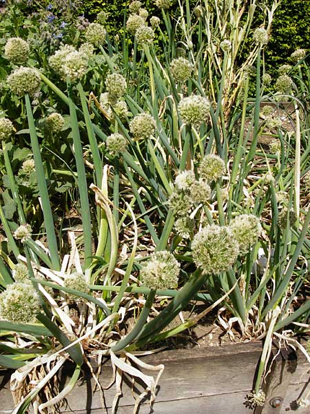 Allium fistulosum \ Winter-Hecken-Zwiebel, Winter-Zwiebel / Welsh Garlic, Green Garlic, D Pappenheim 19.6.2014
