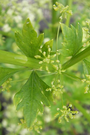 Apium graveolens \ Sellerie / Celery, D Insel/island Reichenau 18.6.2011