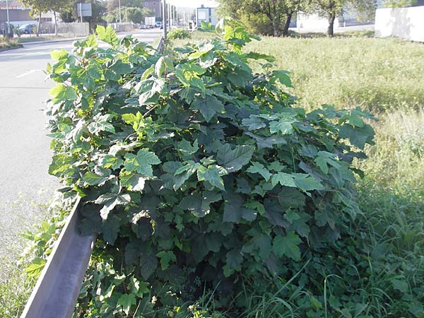 Acer tataricum subsp. ginnala \ Amur-Ahorn, Mongolischer Steppen-Ahorn / Amur Maple, D Mannheim 4.10.2011