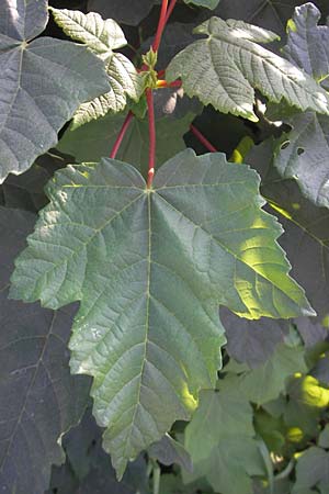 Acer tataricum subsp. ginnala \ Amur-Ahorn, Mongolischer Steppen-Ahorn / Amur Maple, D Mannheim 4.10.2011