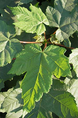 Acer tataricum subsp. ginnala \ Amur-Ahorn, Mongolischer Steppen-Ahorn / Amur Maple, D Mannheim 4.10.2011