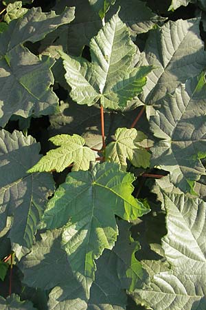 Acer tataricum subsp. ginnala \ Amur-Ahorn, Mongolischer Steppen-Ahorn / Amur Maple, D Mannheim 4.10.2011