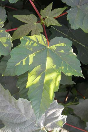 Acer tataricum subsp. ginnala \ Amur-Ahorn, Mongolischer Steppen-Ahorn / Amur Maple, D Mannheim 4.10.2011