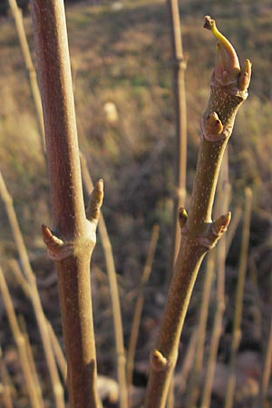 Acer tataricum subsp. ginnala \ Amur-Ahorn, Mongolischer Steppen-Ahorn / Amur Maple, D Mannheim 3.1.2012