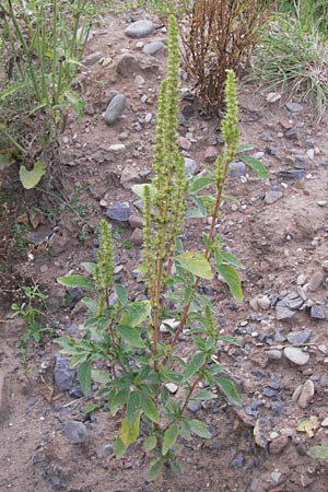 Amaranthus powellii \ Grnhriger Amaranth / Green Pigweed, D Heidelberg 2.8.2012