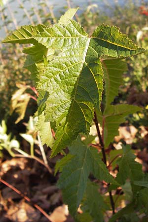 Acer tataricum subsp. ginnala \ Amur-Ahorn, Mongolischer Steppen-Ahorn / Amur Maple, D Ludwigshafen 16.9.2012