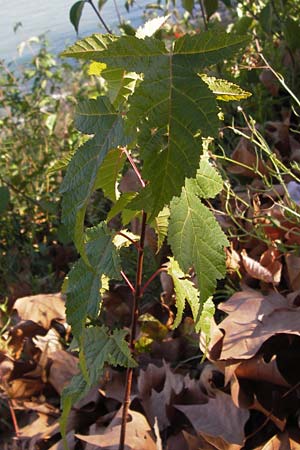 Acer tataricum subsp. ginnala \ Amur-Ahorn, Mongolischer Steppen-Ahorn / Amur Maple, D Ludwigshafen 16.9.2012