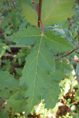 Acer tataricum subsp. ginnala \ Amur-Ahorn, Mongolischer Steppen-Ahorn / Amur Maple, D Ludwigshafen 16.9.2012