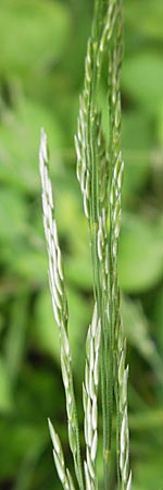Agrostis stolonifera \ Weies Straugras / Creeping Bentgrass, D Lobbach-Waldwimmersbach 21.6.2013
