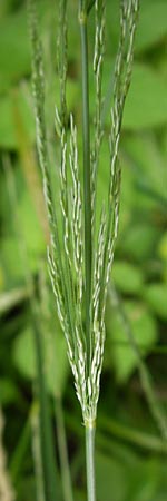 Agrostis stolonifera \ Weies Straugras / Creeping Bentgrass, D Lobbach-Waldwimmersbach 21.6.2013
