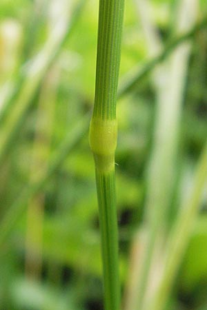 Agrostis stolonifera \ Weies Straugras / Creeping Bentgrass, D Lobbach-Waldwimmersbach 21.6.2013