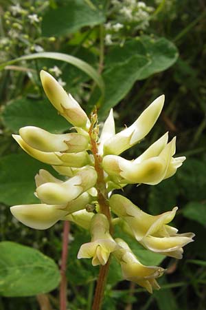 Astragalus glycyphyllos \ Brenschote / Wild Liquorice, D Bruchsal 22.6.2013
