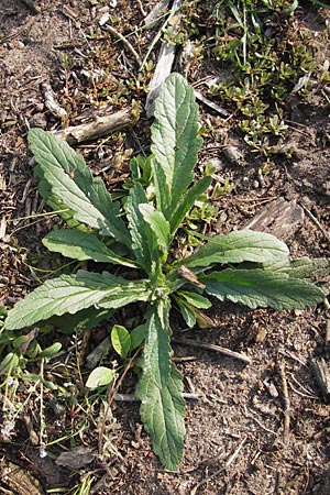 Ajuga genevensis \ Genfer Gnsel, Heide-Gnsel / Blue Bugle, D Mannheim 1.7.2013