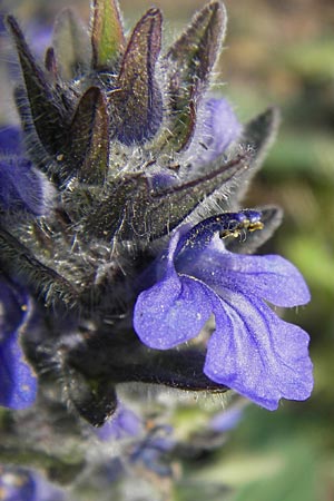 Ajuga genevensis \ Genfer Gnsel, Heide-Gnsel / Blue Bugle, D Mannheim 1.7.2013