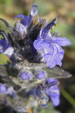 Ajuga genevensis \ Genfer Gnsel, Heide-Gnsel / Blue Bugle, D Mannheim 1.7.2013