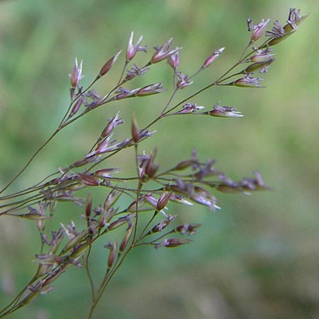 Agrostis capillaris \ Rotes Straugras / Common Bentgrass, Browntop, D Dietzenbach 2.7.2013