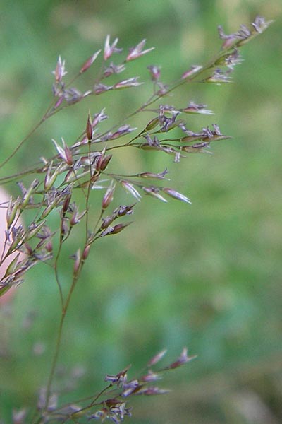 Agrostis capillaris \ Rotes Straugras / Common Bentgrass, Browntop, D Dietzenbach 2.7.2013
