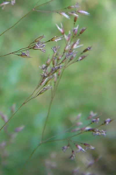 Agrostis capillaris \ Rotes Straugras / Common Bentgrass, Browntop, D Dietzenbach 2.7.2013