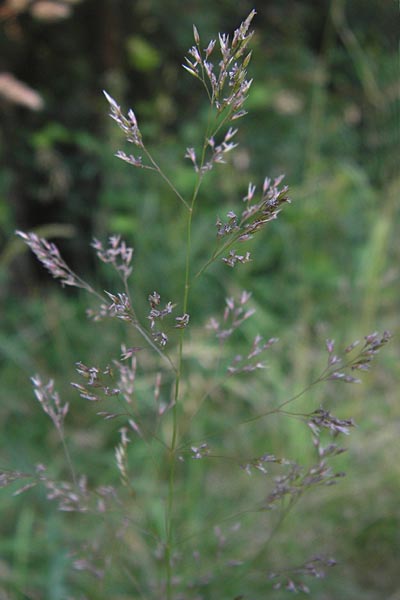 Agrostis capillaris \ Rotes Straugras / Common Bentgrass, Browntop, D Dietzenbach 2.7.2013