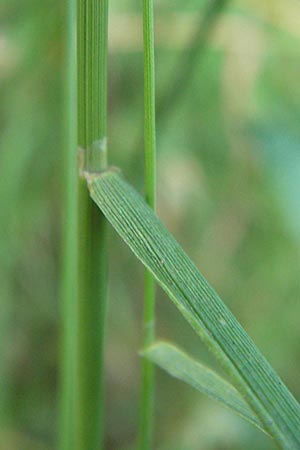 Agrostis capillaris \ Rotes Straugras / Common Bentgrass, Browntop, D Dietzenbach 2.7.2013