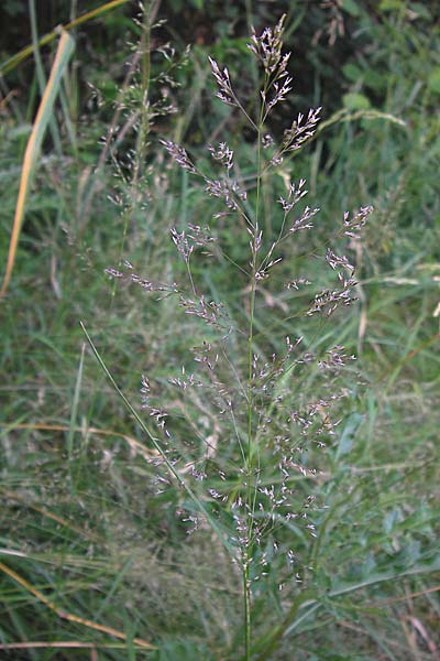 Agrostis capillaris \ Rotes Straugras / Common Bentgrass, Browntop, D Dietzenbach 2.7.2013