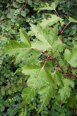 Acer tataricum subsp. ginnala \ Amur-Ahorn, Mongolischer Steppen-Ahorn / Amur Maple, D Mannheim 15.9.2013