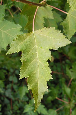 Acer tataricum subsp. ginnala \ Amur-Ahorn, Mongolischer Steppen-Ahorn / Amur Maple, D Mannheim 15.9.2013