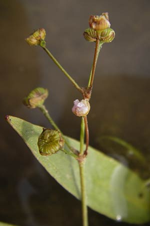 Alisma lanceolatum \ Lanzettblttriger Froschlffel / Water-Plantain, D Pfalz, Jockgrim 28.9.2013