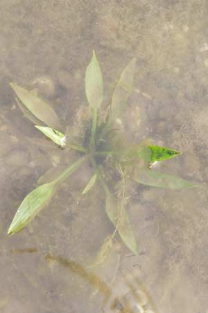 Alisma lanceolatum \ Lanzettblttriger Froschlffel / Water-Plantain, D Pfalz, Jockgrim 28.9.2013