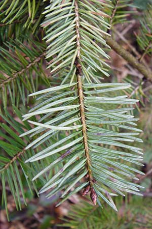 Pseudotsuga menziesii \ Grne Douglasie / Douglas Fir, D Odenwald, Heddesbach 18.3.2014