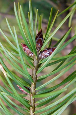 Pseudotsuga menziesii \ Grne Douglasie / Douglas Fir, D Odenwald, Heddesbach 18.3.2014