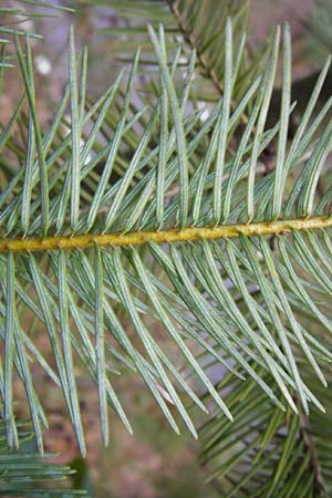 Pseudotsuga menziesii \ Grne Douglasie / Douglas Fir, D Odenwald, Heddesbach 18.3.2014