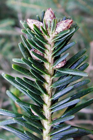 Abies grandis \ Riesen-Tanne, Ksten-Tanne / Grand Fir, D Odenwald, Finkenbach 20.3.2014