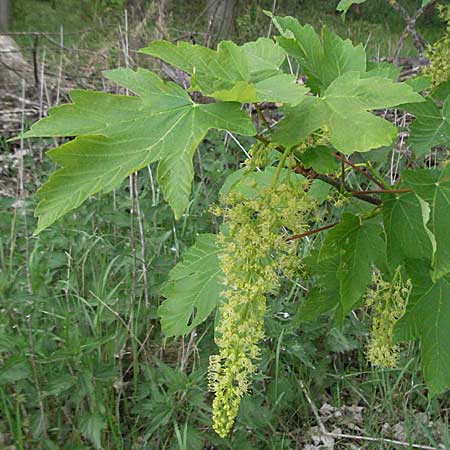 Acer pseudoplatanus \ Berg-Ahorn / Sycamore Maple, D Pfalz, Landau 8.5.2006