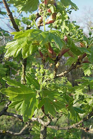 Acer campestre \ Feld-Ahorn / Field Maple, D Apfelberg 14.4.2007