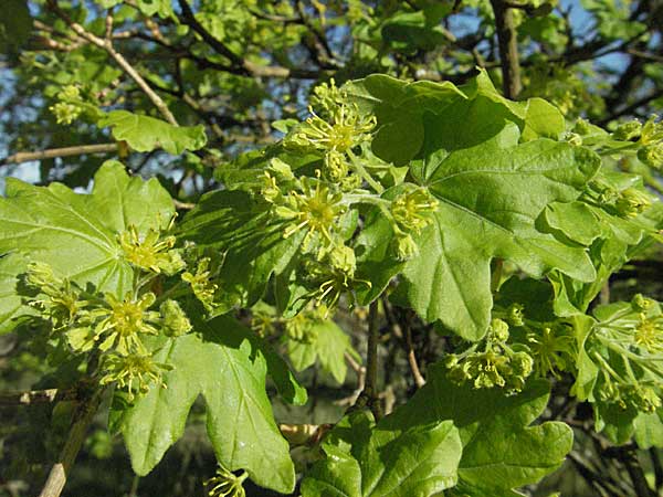 Acer campestre \ Feld-Ahorn / Field Maple, D Apfelberg 14.4.2007
