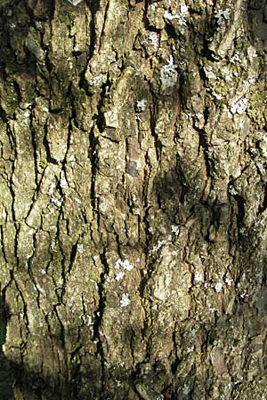 Acer campestre \ Feld-Ahorn / Field Maple, D Apfelberg 14.4.2007