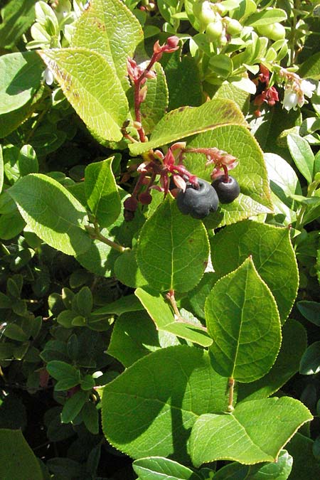 Vaccinium angustifolium x corymbosum \ Kultur-Heidelbeere / Half-Highbush Blueberry, D Botan. Gar.  Universit.  Mainz 4.8.2007