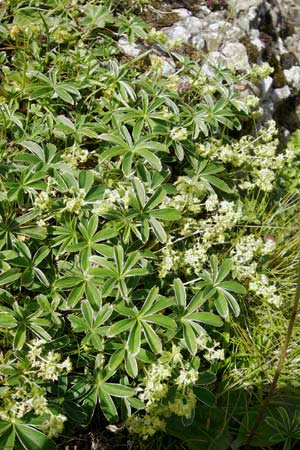 Alchemilla alpigena \ Gefalteter Alpen-Frauenmantel / Alpine Lady's Mantle, D Immenstadt 21.6.2011