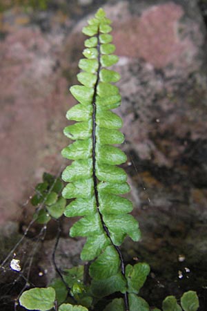 Asplenium trichomanes subsp. hastatum \ Spieblttriger Brauner Streifenfarn, Gehrter Brauner Streifenfarn / Spear-Leaved Spleenwort, D Neckarsteinach 26.7.2011