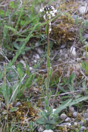 Arabis hirsuta \ Rauhaarige Gnsekresse / Hairy Rock-Cress, D Eching 5.5.2012