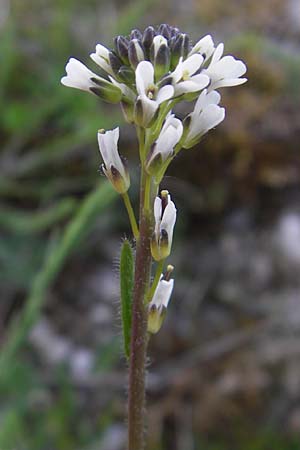 Arabis hirsuta \ Rauhaarige Gnsekresse / Hairy Rock-Cress, D Eching 5.5.2012