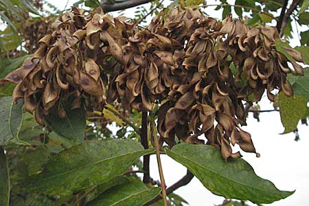 Ailanthus altissima \ Chinesischer Gtterbaum / Tree of Heaven, D Mannheim 25.9.2006